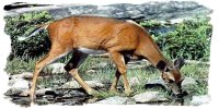 Deer Drinking Water